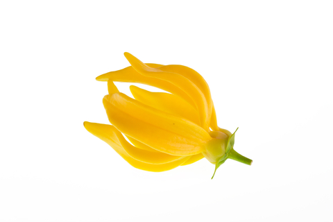 Ylang Ylang Essential Oil (Cananga Odorata)